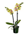 Phalaenopsis (Assorted Orchid)
