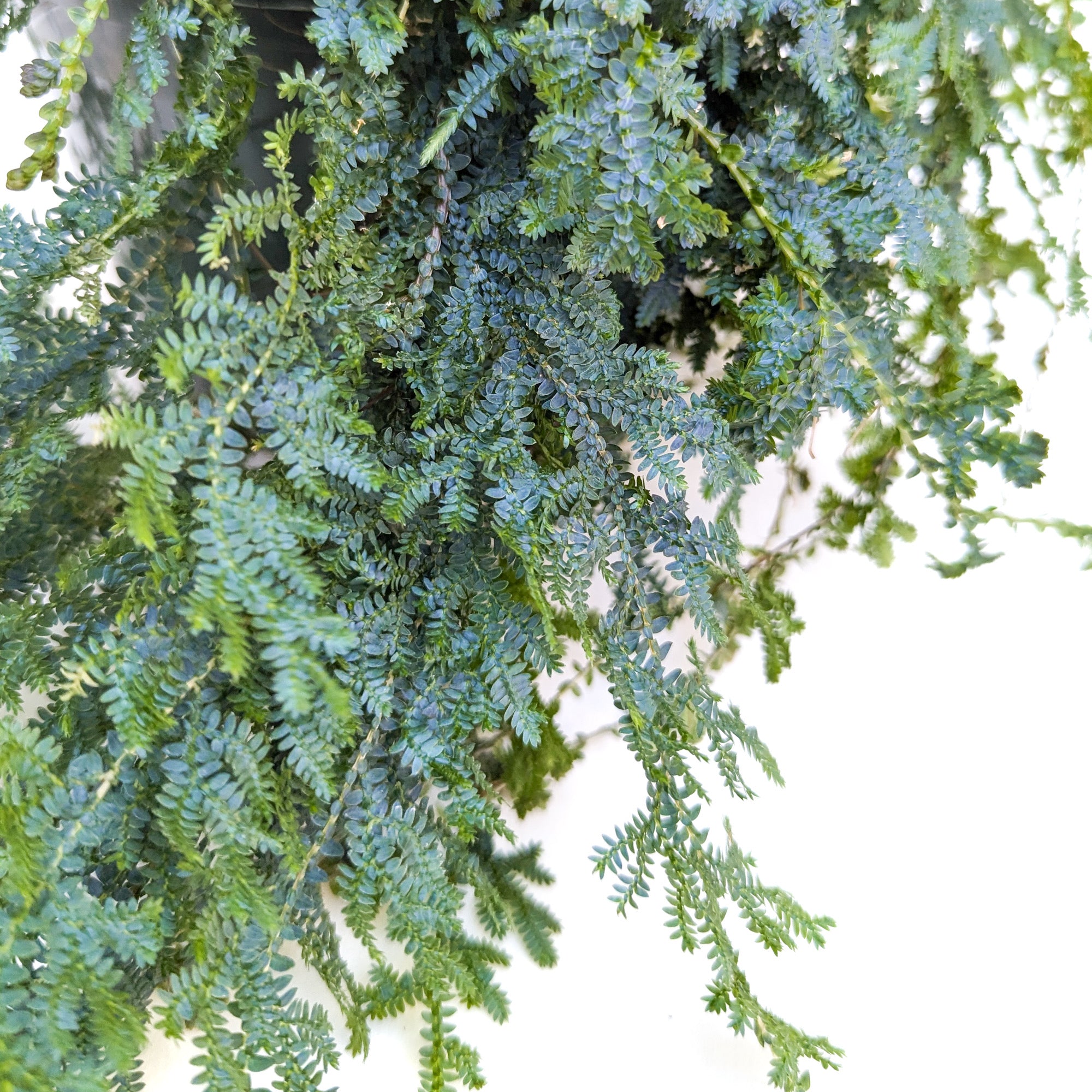 Selaginella uncinata (Rainbow Moss)