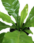 Asplenium nidus (Bird's Nest Fern)