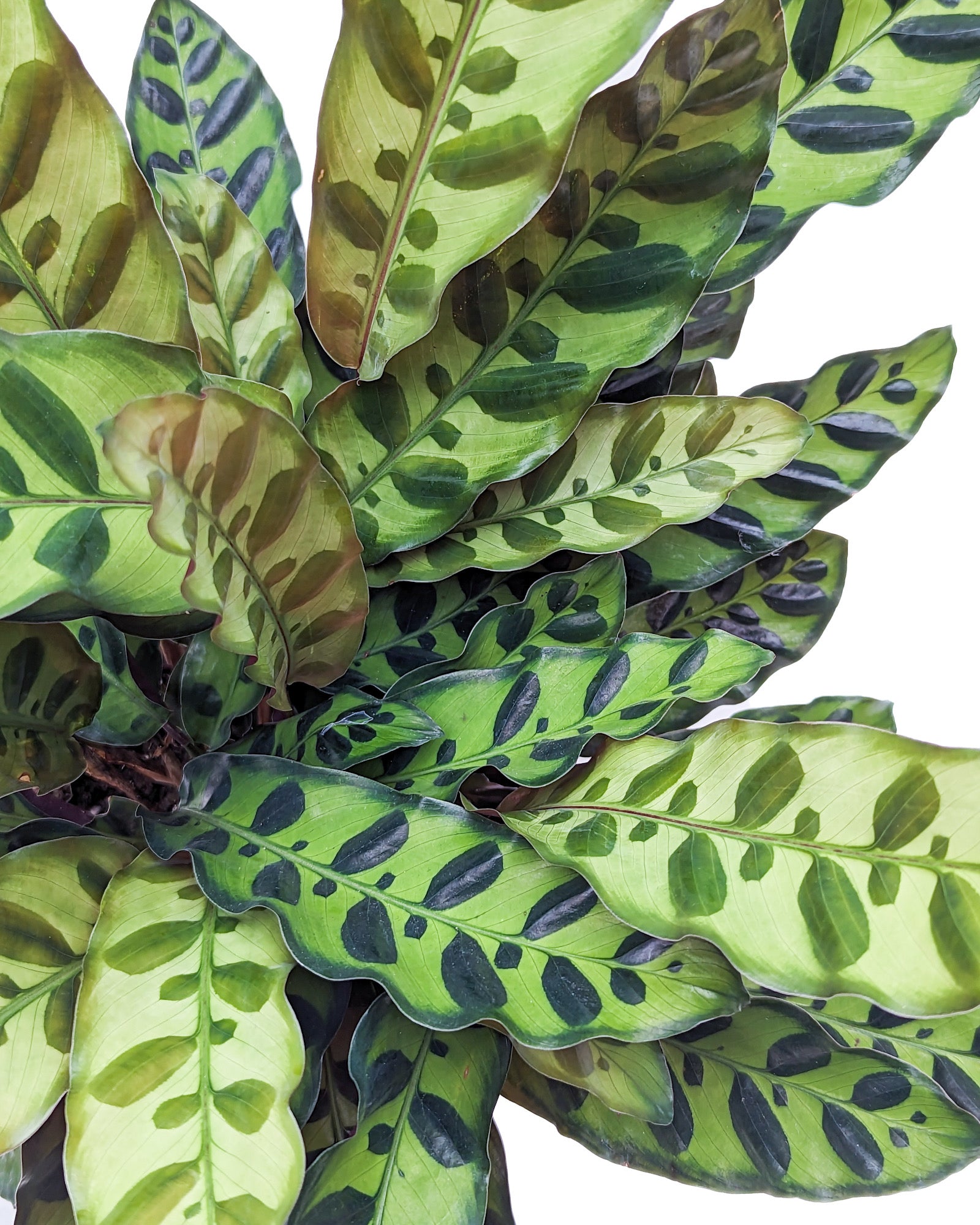 Goeppertia insignis (Rattlesnake Plant) - Thumbnail 2