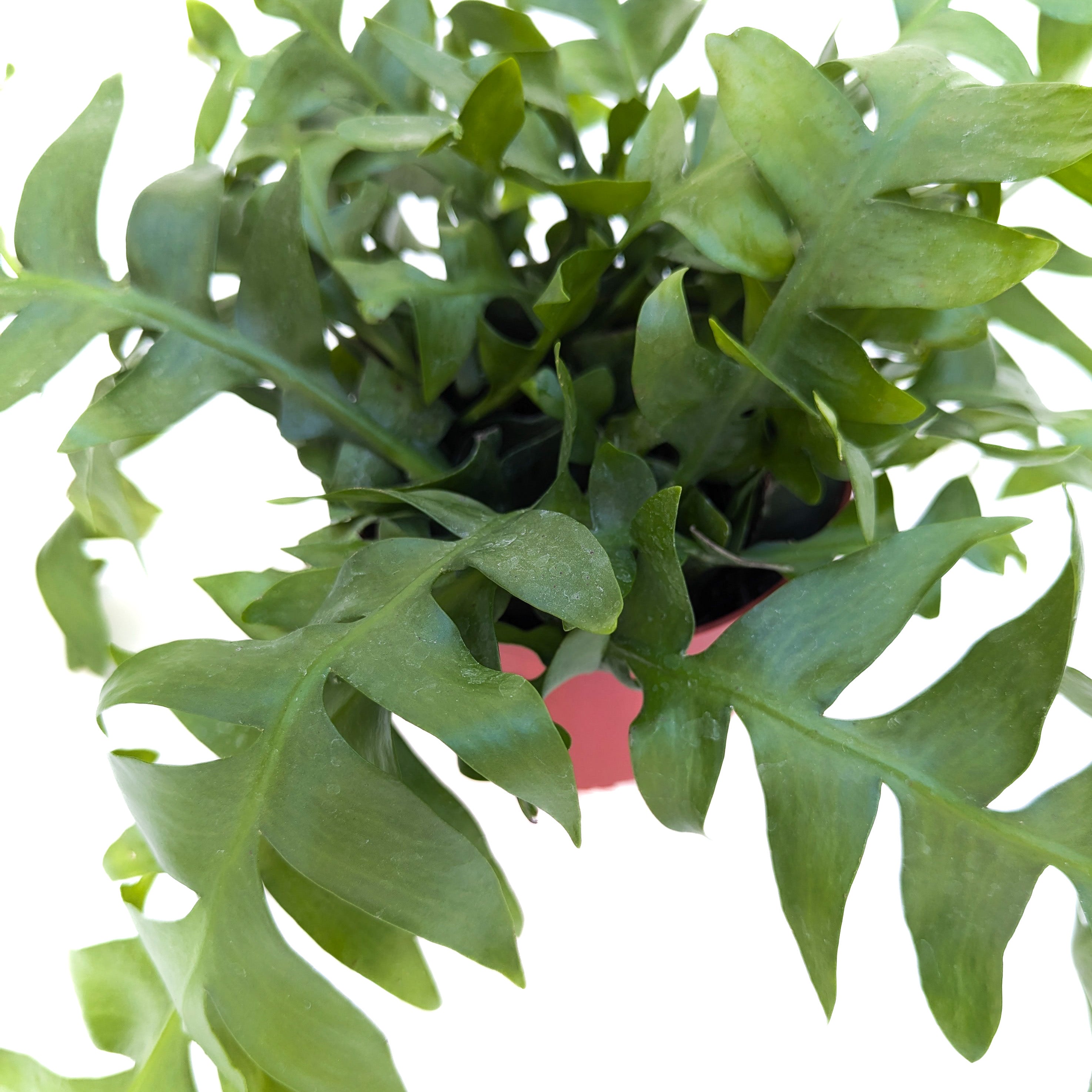 Selenicereus chrysocardium