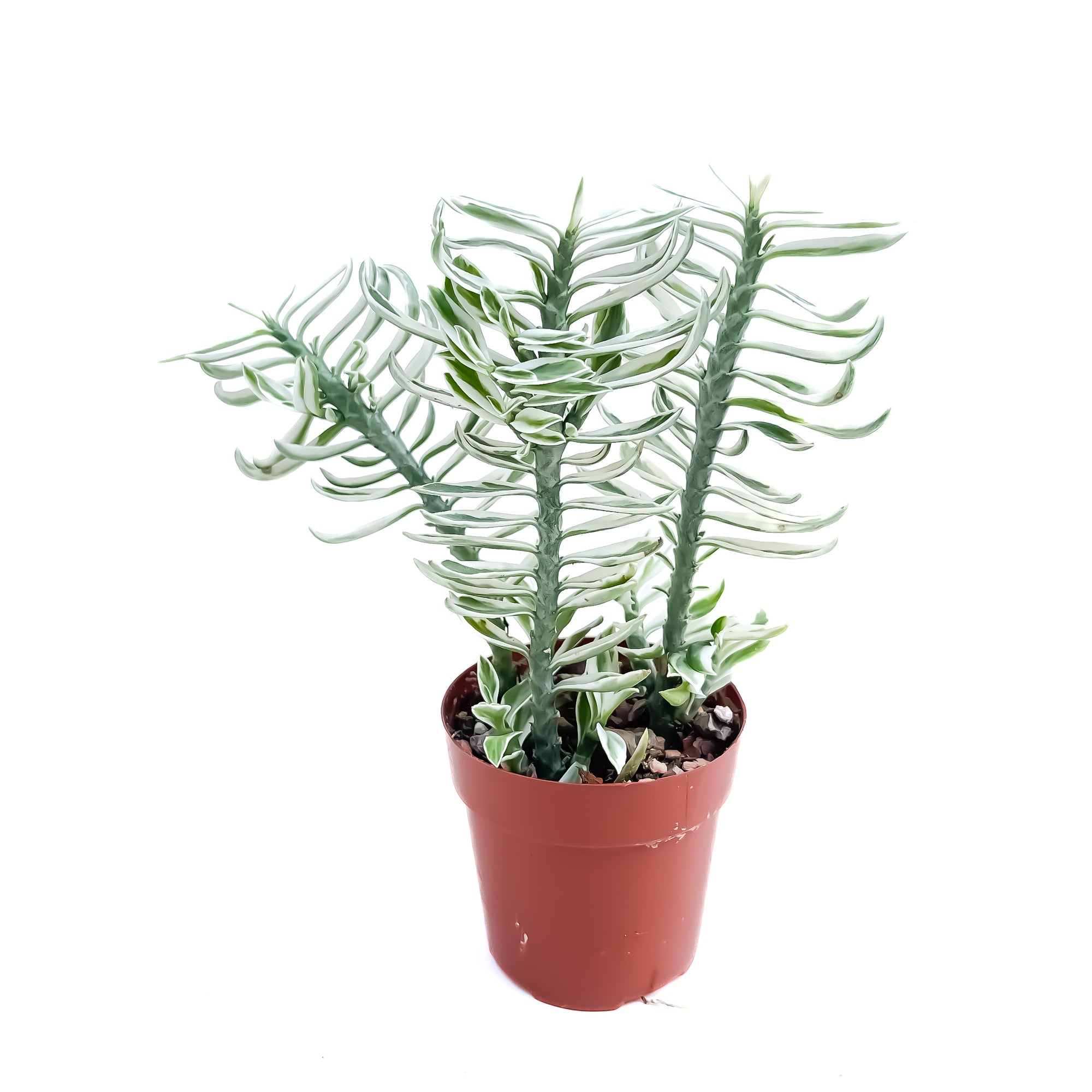 is euphorbia tithymaloides indoor plant Euphorbia tithymaloides subsp. smallii 'Variegata' – Diameter Plants