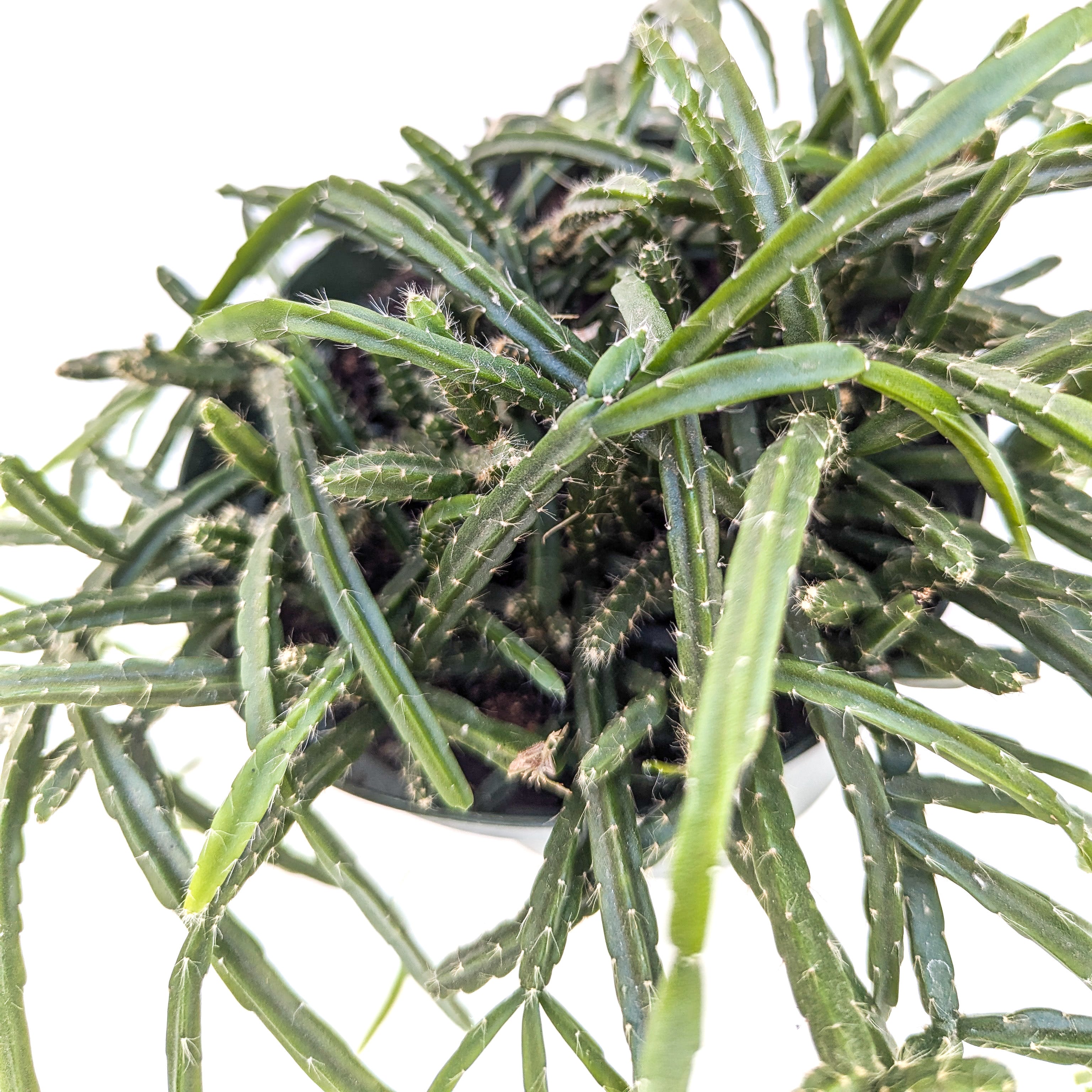 Rhipsalis ewaldiana (Mistletoe Cactus) - Thumbnail 2