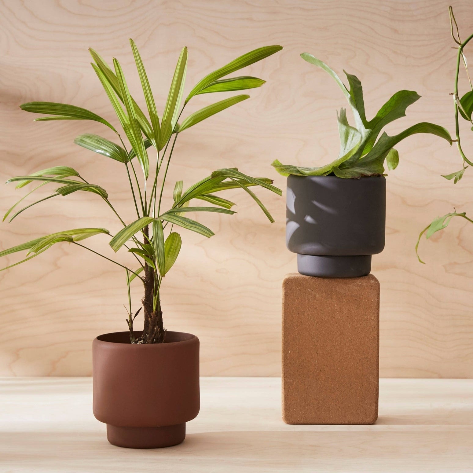 Botany Porcelain Pot