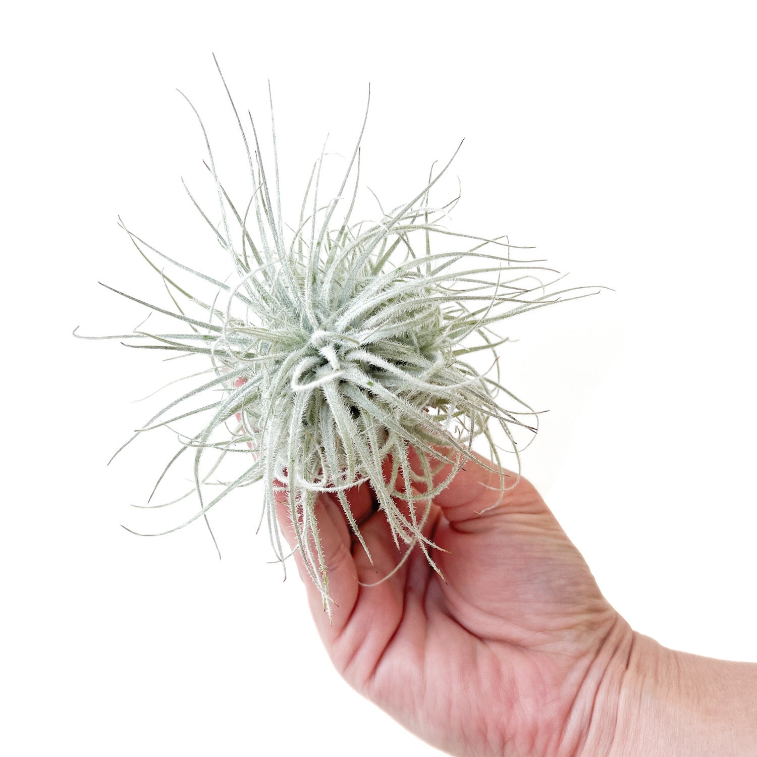Diameter Plants Tillandsia tectorum