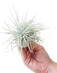 Tillandsia tectorum