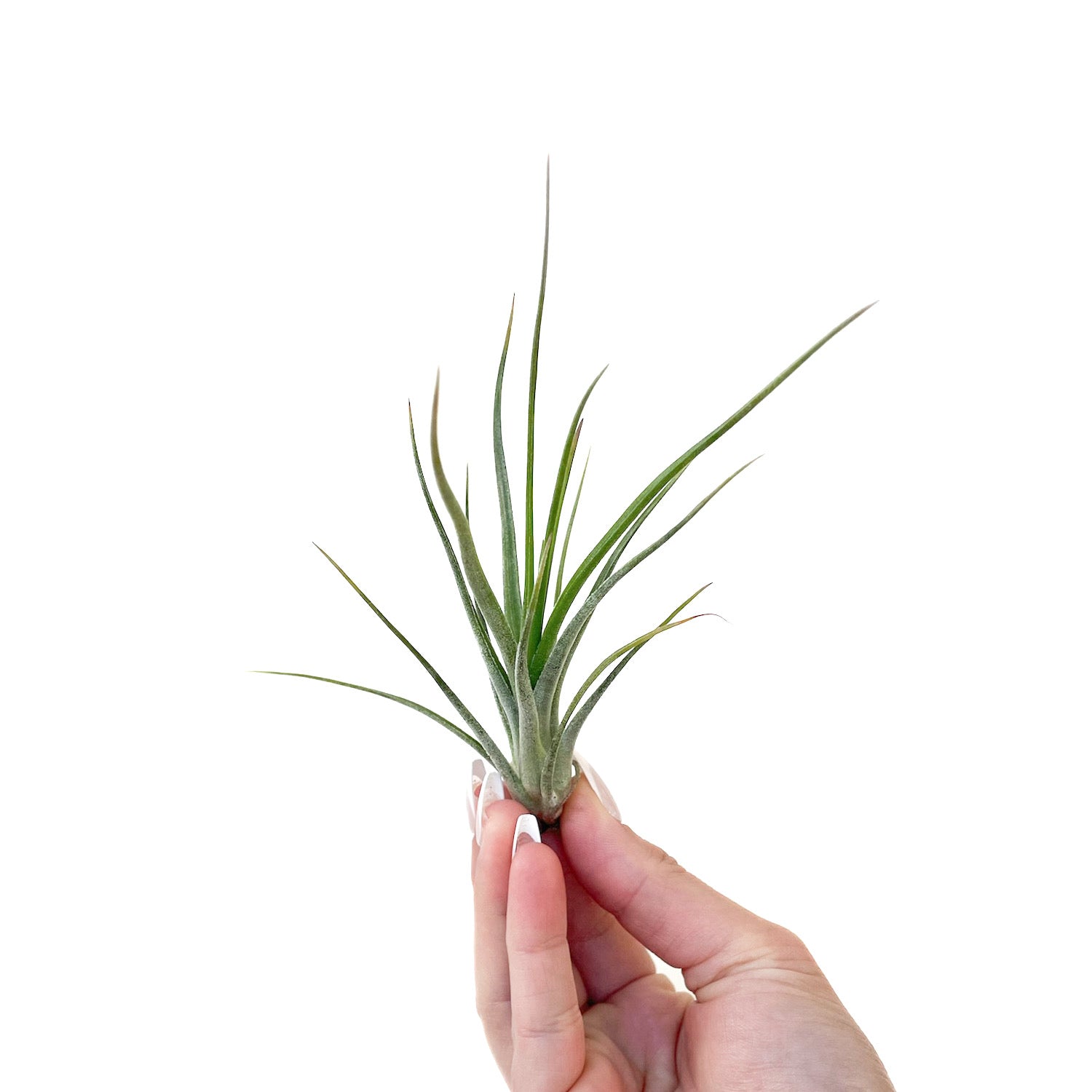 Tillandsia &#39;Califano&#39;