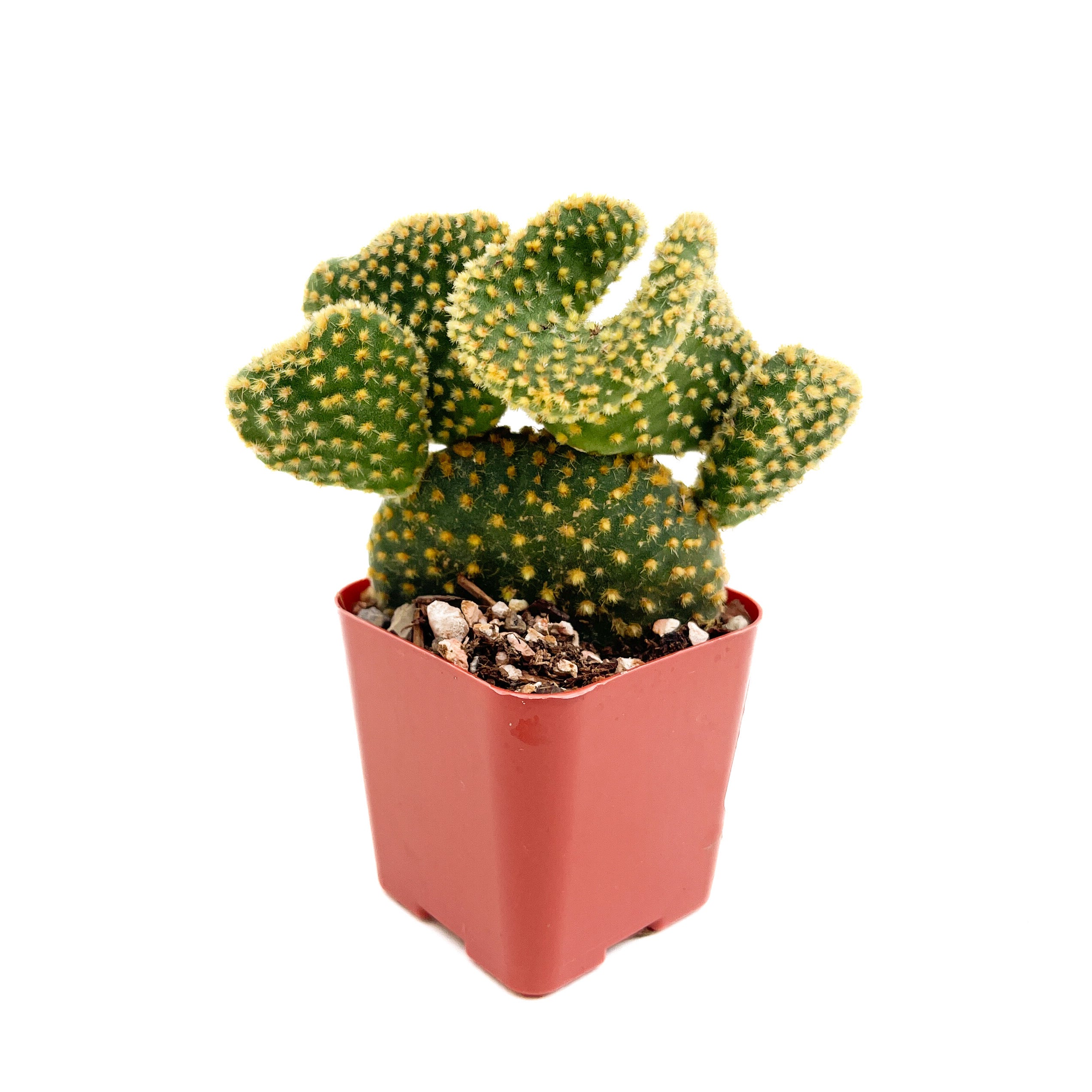 Opuntia microdasys 'Monstrose' (Golden Swirl) – Diameter Plants