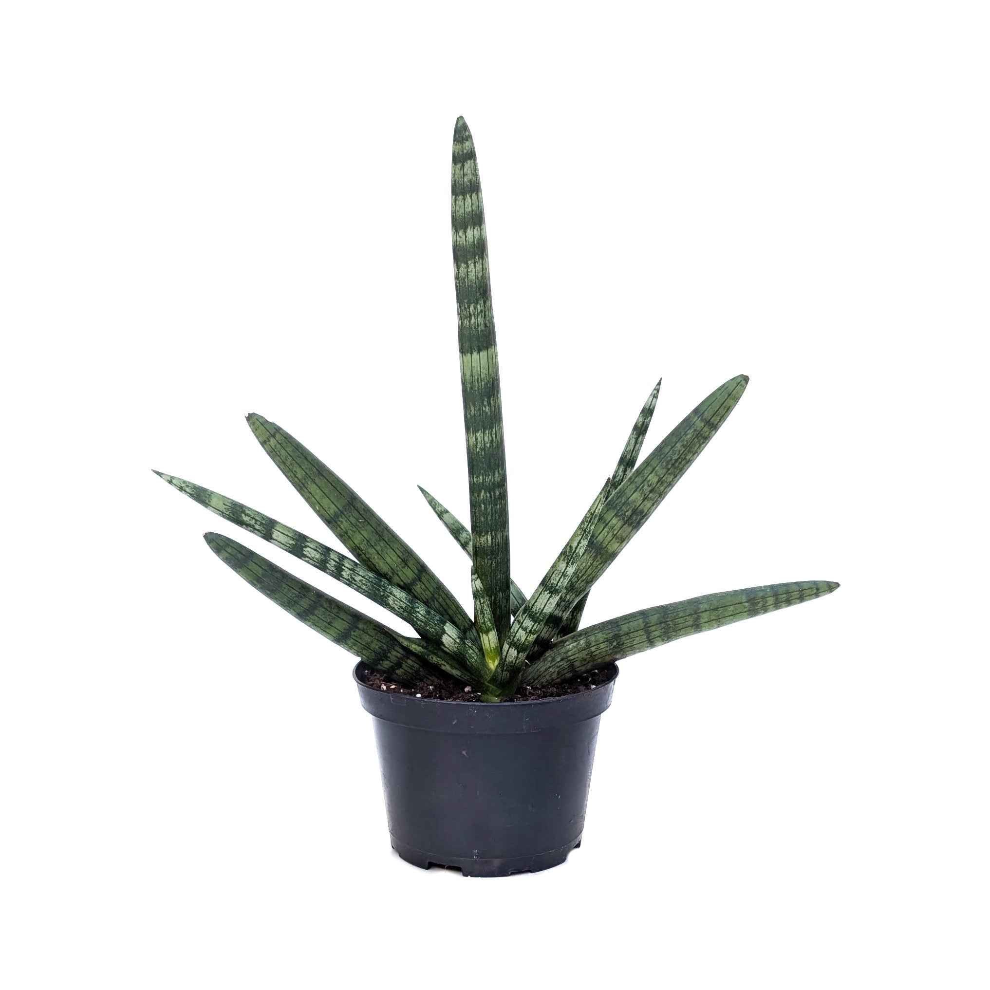 Sansevieria cylindrica 'Boncel' (Starfish Plant)
