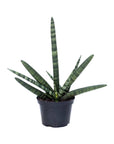 Sansevieria cylindrica 'Boncel' (Starfish Plant)