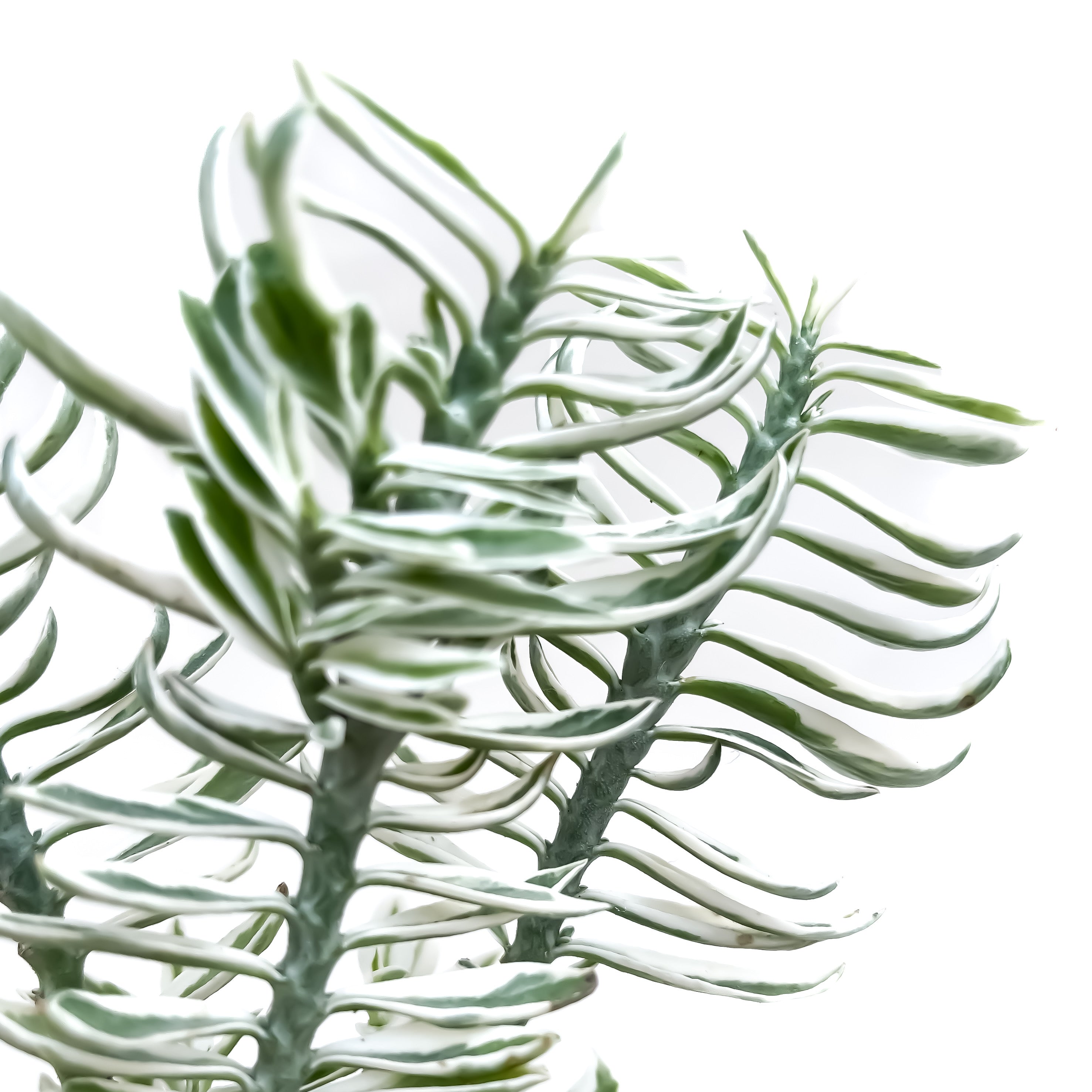 Euphorbia tithymaloides subsp. smallii 'Variegata'