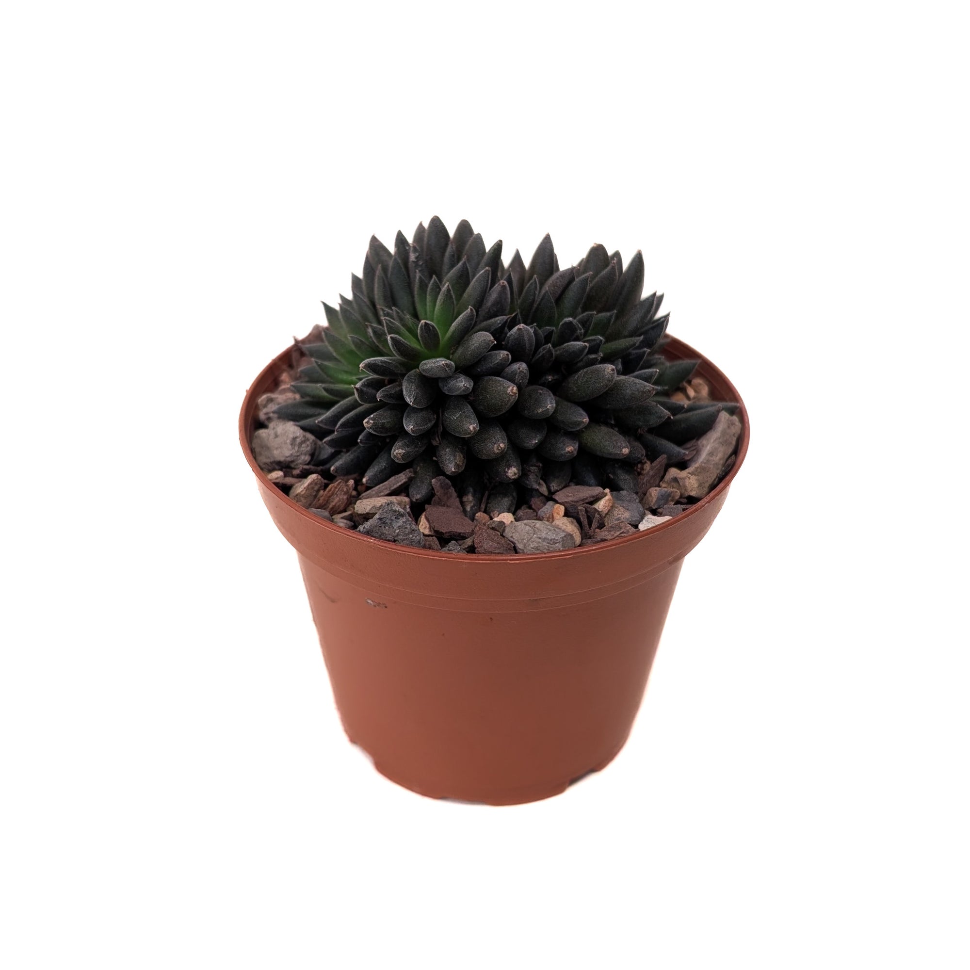 Sinocrassula yunnanensis (Black Sea Urchin Plant)