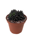 Sinocrassula yunnanensis (Black Sea Urchin Plant)
