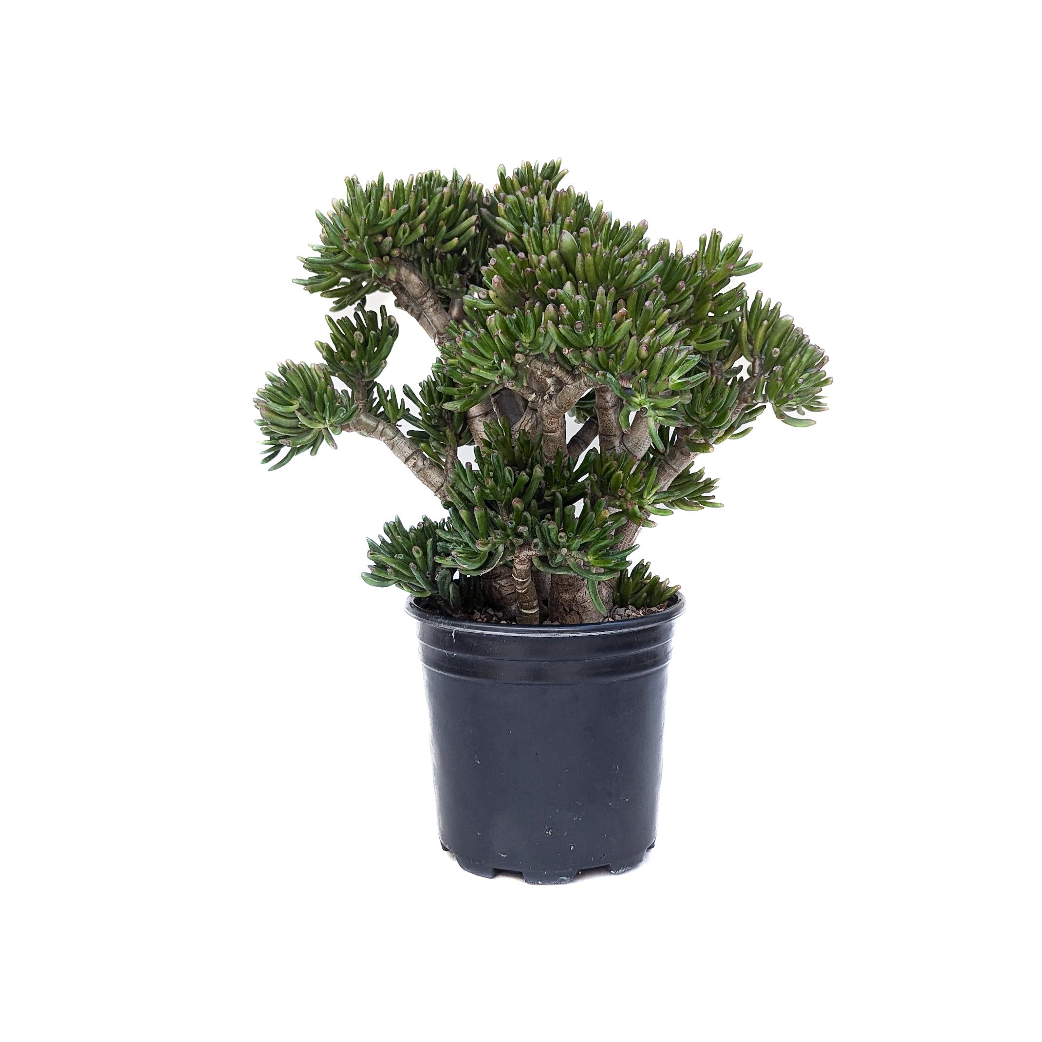 Crassula ovata (Gollum Jade)