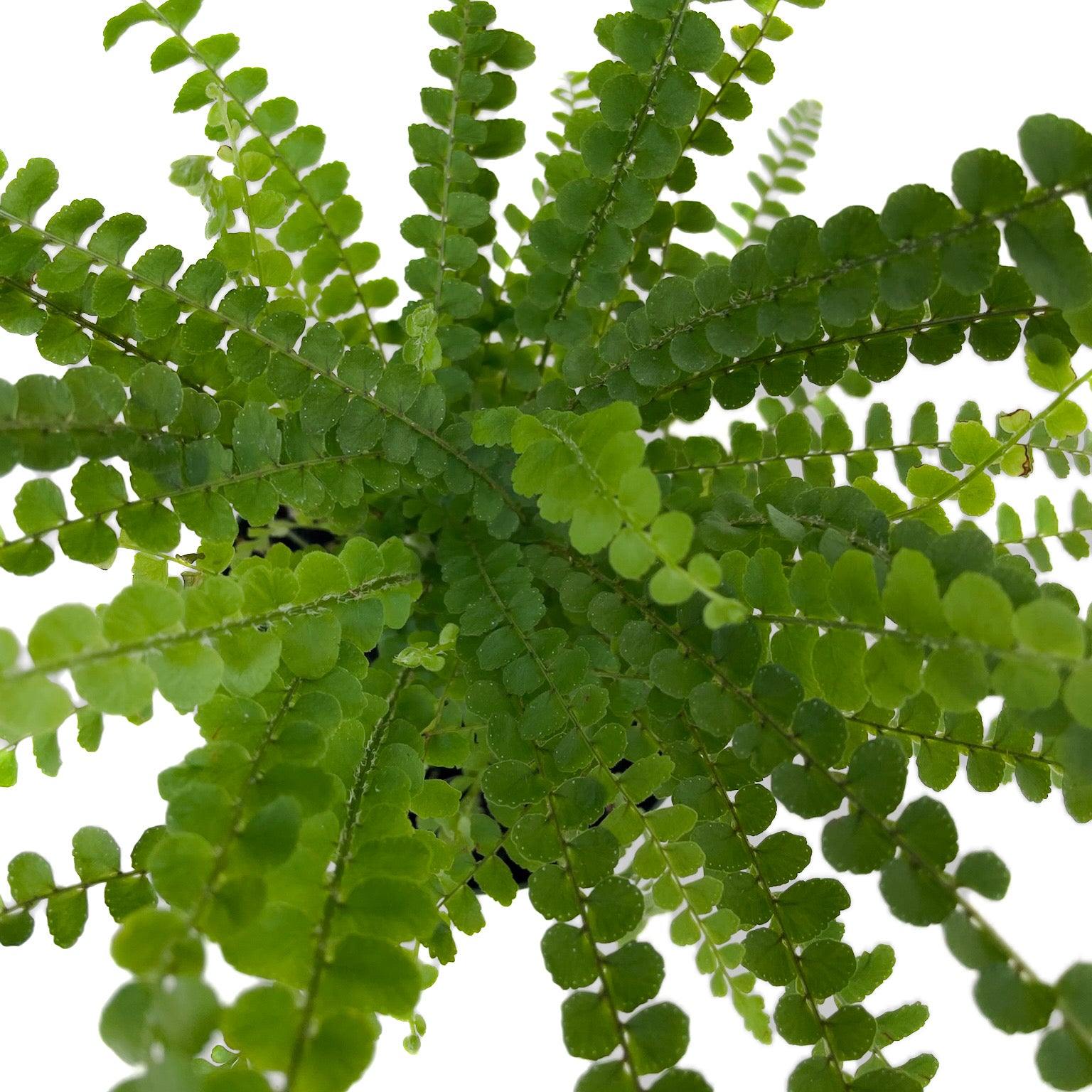 Nephrolepis cordifolia &#39;Duffii&#39; (Lemon Button Fern)