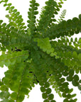 Nephrolepis cordifolia 'Duffii' (Lemon Button Fern)