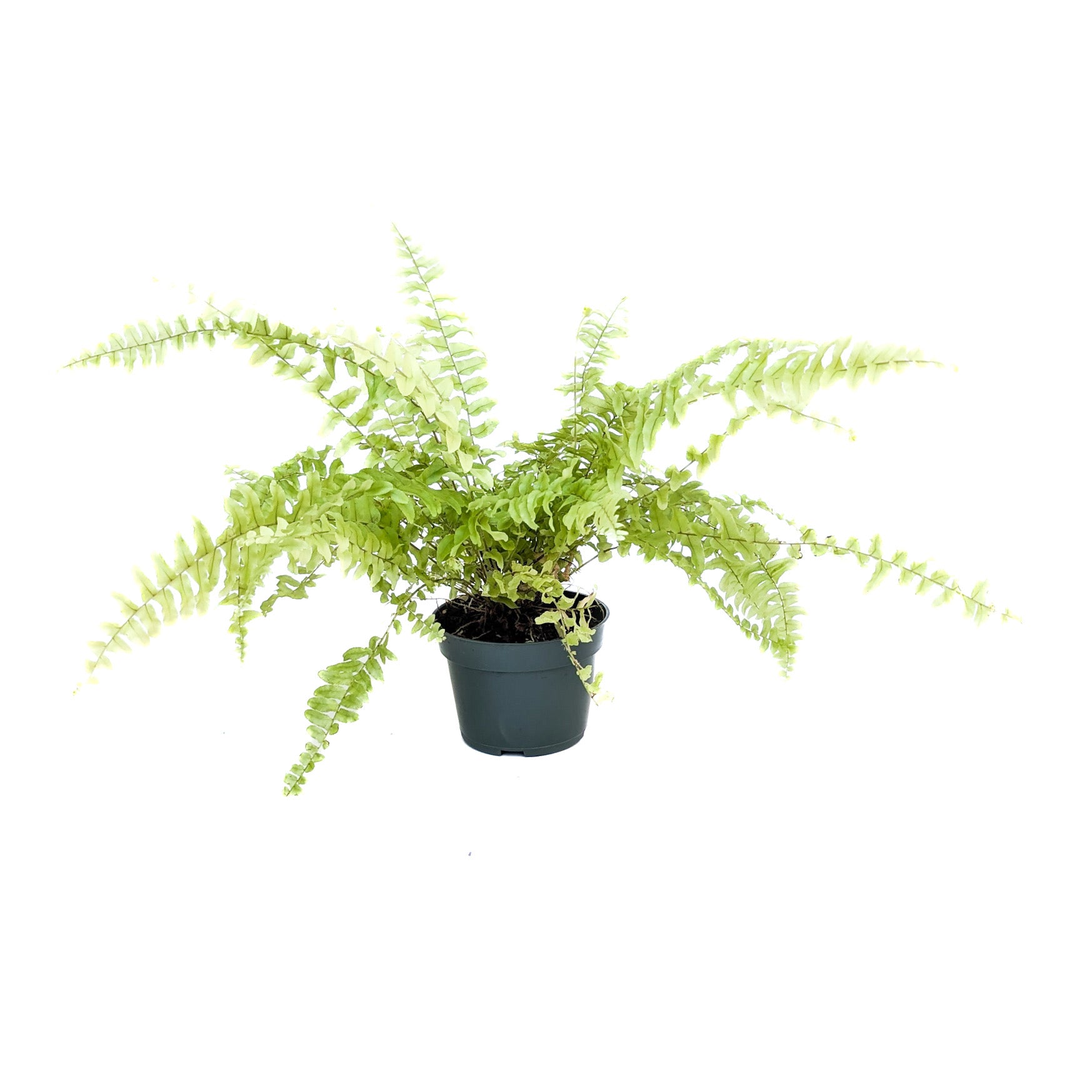 Nephrolepis exaltata 'Rita's Gold' - Thumbnail 2