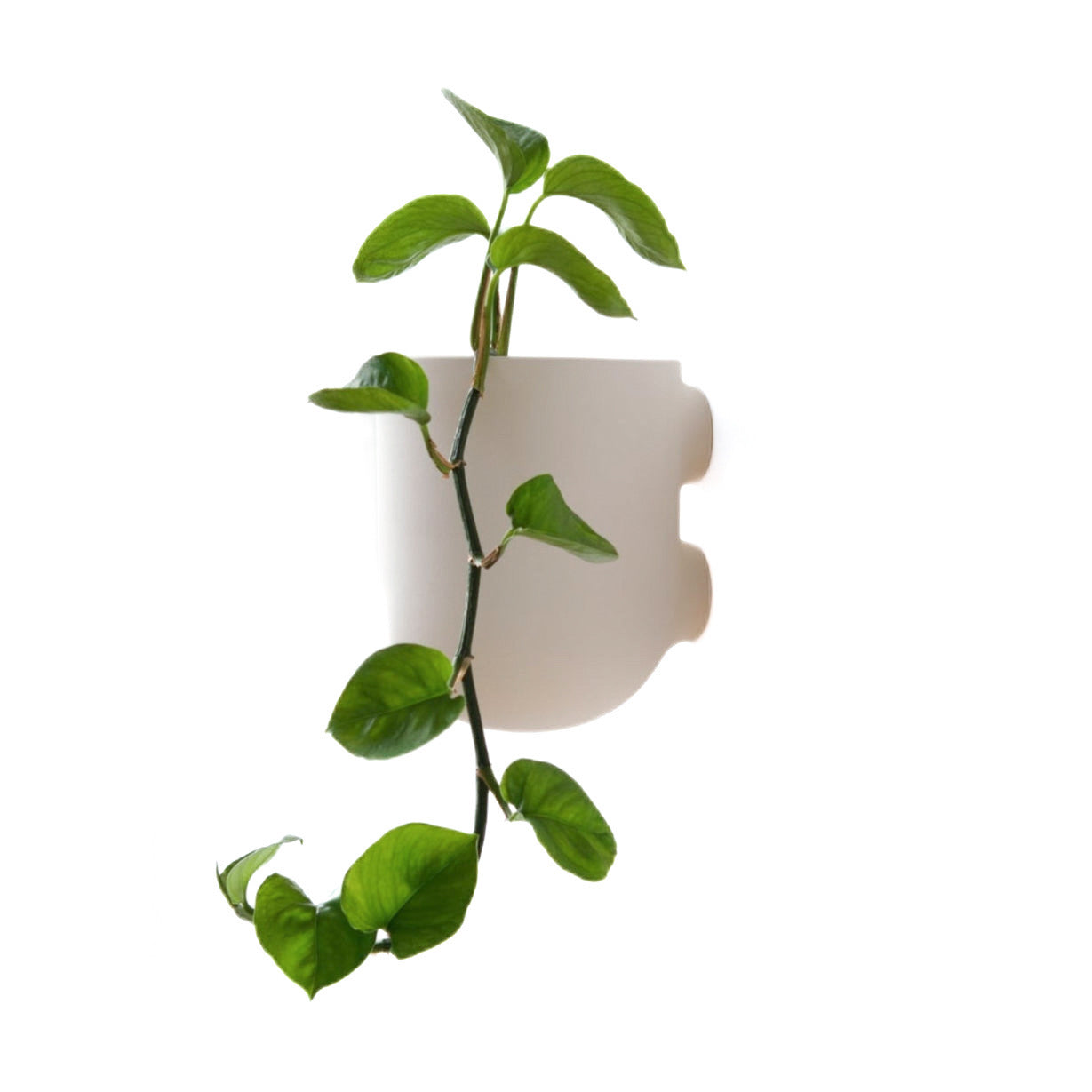 Bender Wall Planter - Thumbnail 2