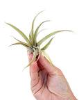 Tillandsia capitata 'Peach'