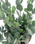 Xerosicyos danguyi (Silver Dollar Vine)