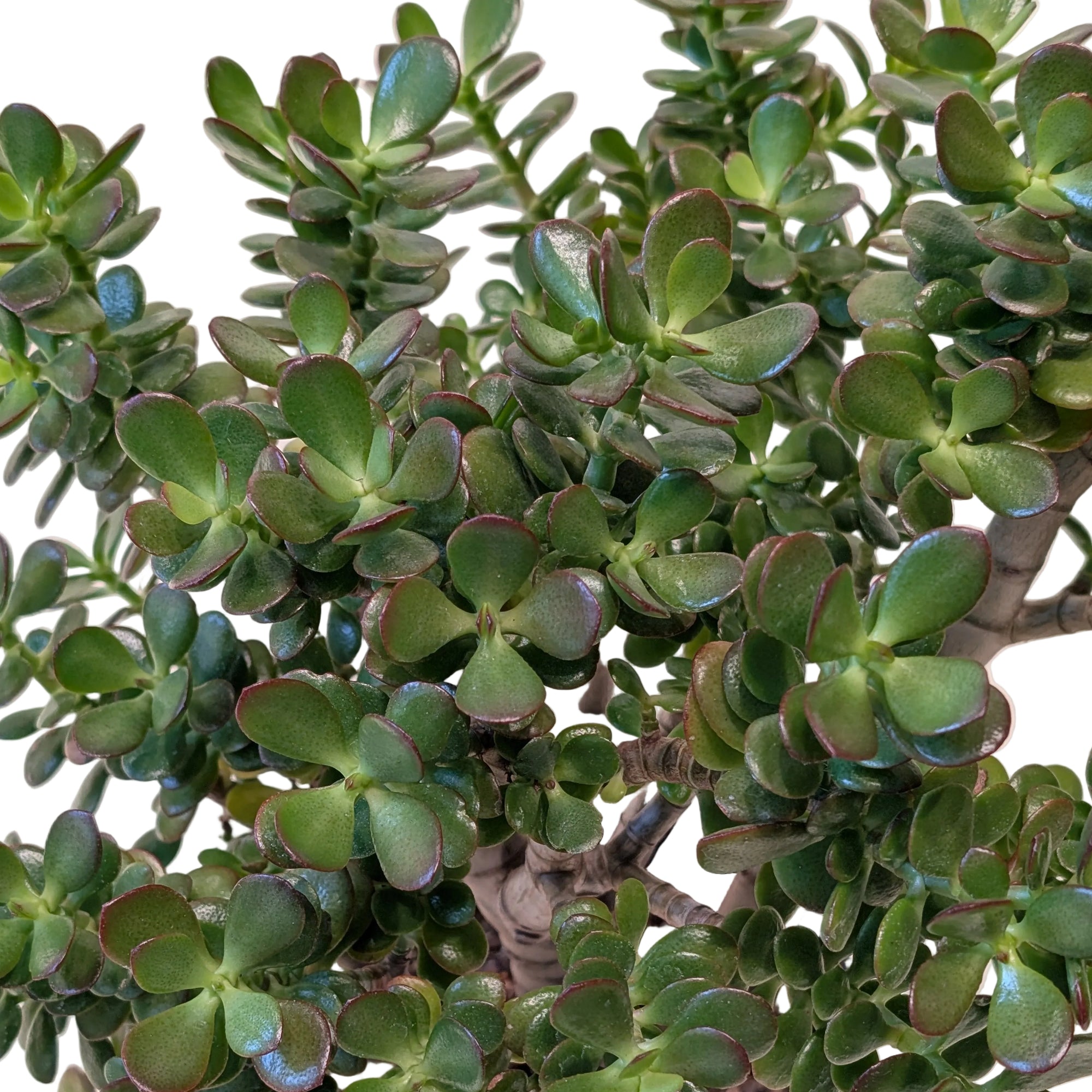 Crassula ovata 'Minima'