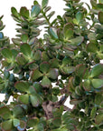 Crassula ovata 'Minima'