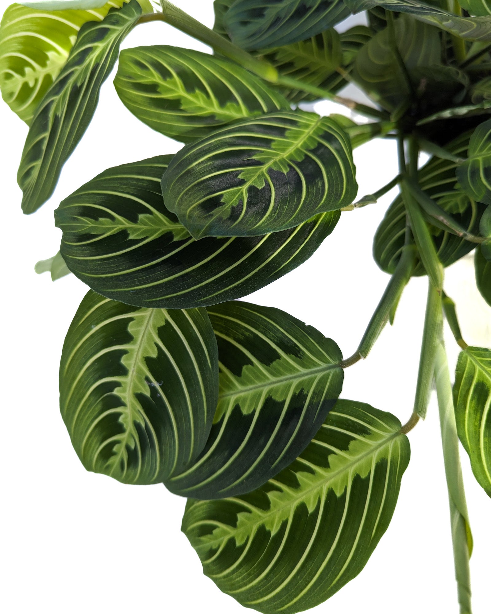Maranta leuconeura 'Lemon Lime'