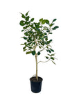 Ficus benghalensis 'Audrey'