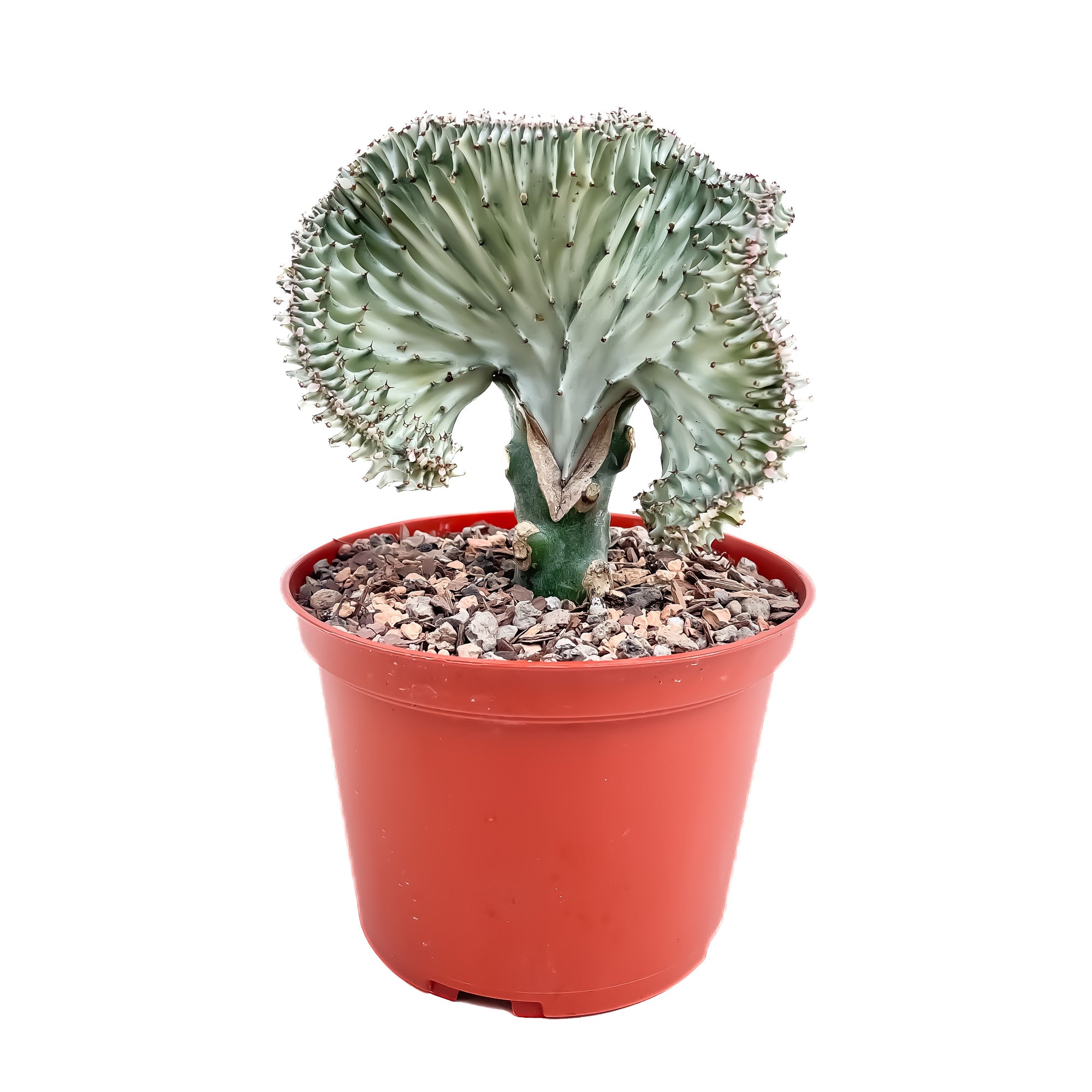 types of coral cactus Euphorbia lactea 'Cristata' (Coral Cactus)