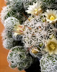 Mammillaria gracilis fragilis (Thimble Cactus)