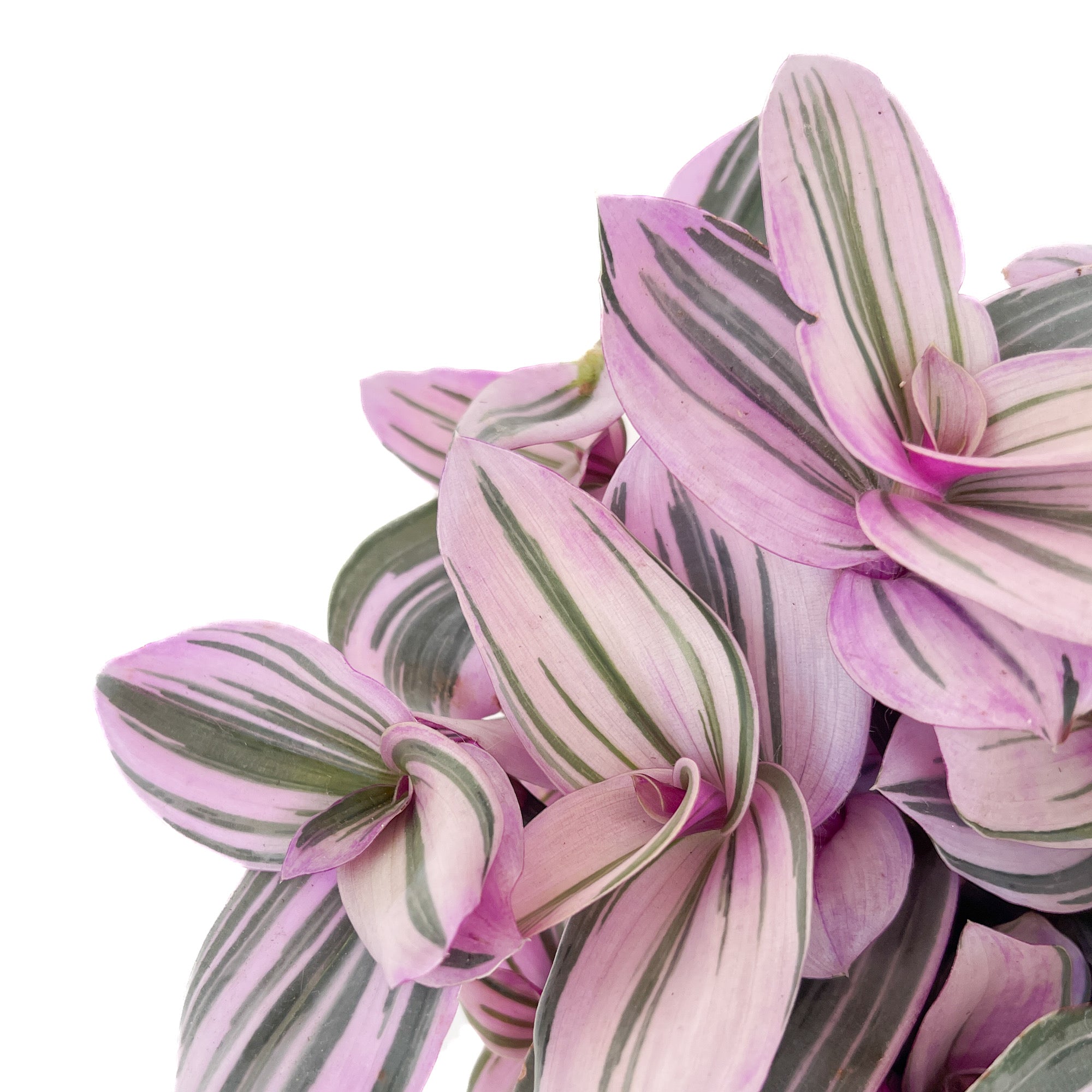 Tradescantia albiflora 'Nanouk'