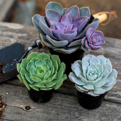 Echeveria &#39;Perle Von Nurnberg&#39;