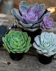 Echeveria 'Perle Von Nurnberg'