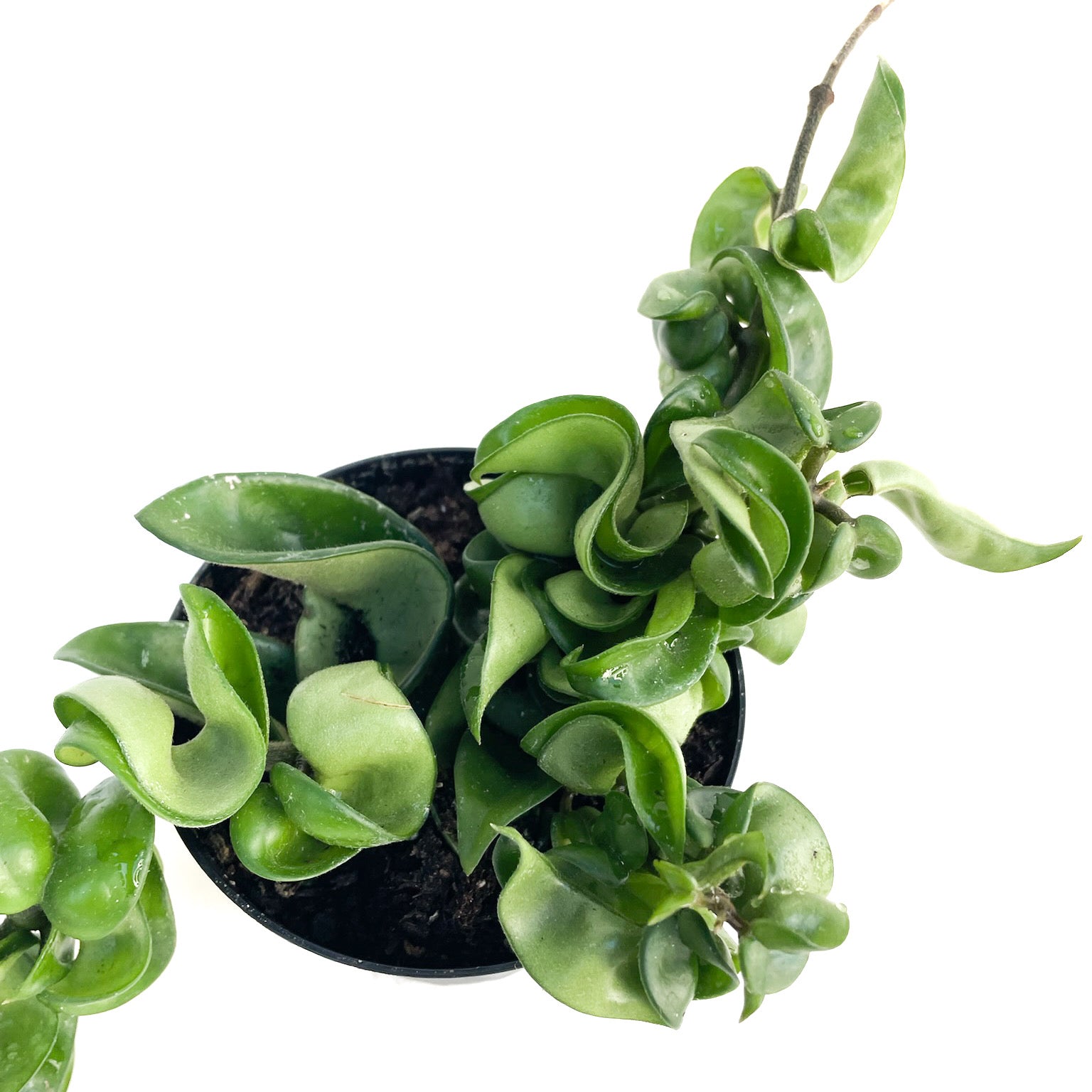 Hoya carnosa 'Compacta' (Hindu Rope)