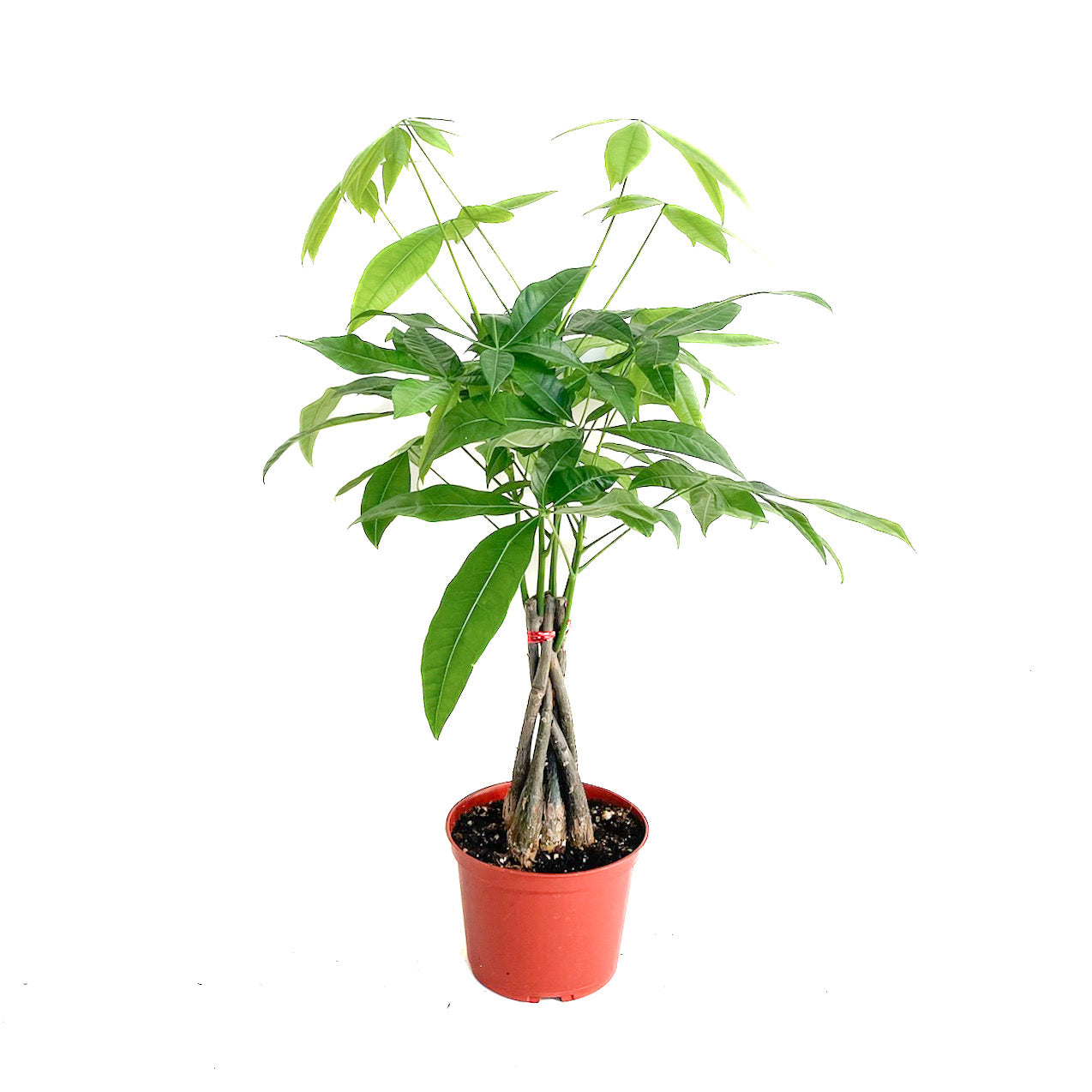 Pachira aquatica (Money Tree)