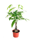 Pachira aquatica (Money Tree)