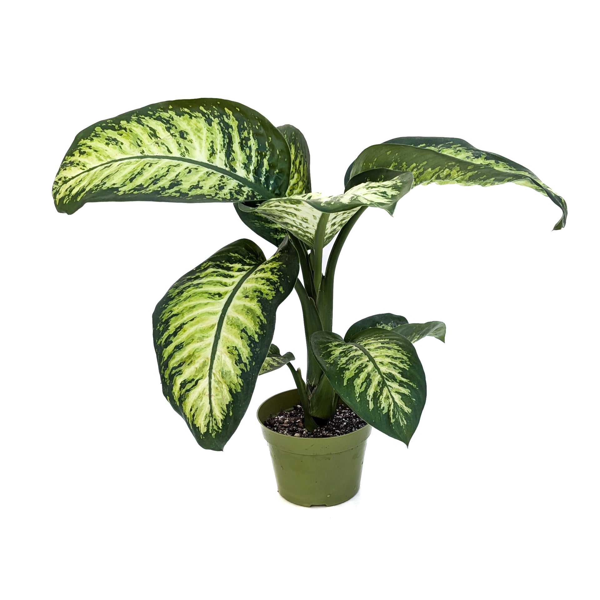 dieffenbachia maria Dieffenbachia 'Tropic Snow' – Diameter Plants
