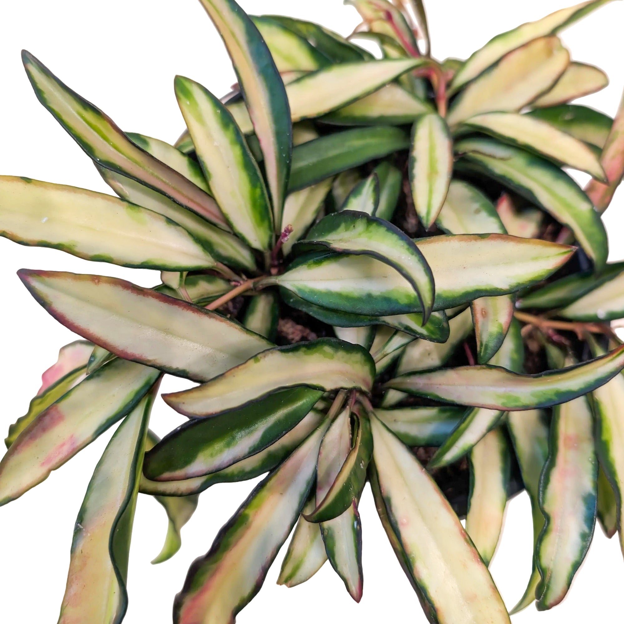 Hoya wayetti 'Variegata'