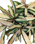Hoya wayetti 'Variegata'