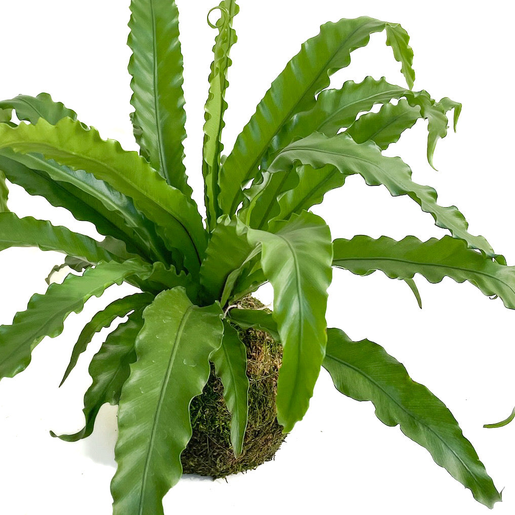 birds nest fern osaka Asplenium antiquum 'Osaka' – Diameter Plants