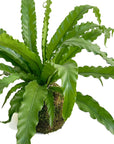 Asplenium antiquum 'Osaka'