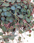 Peperomia 'Ruby Cascade'