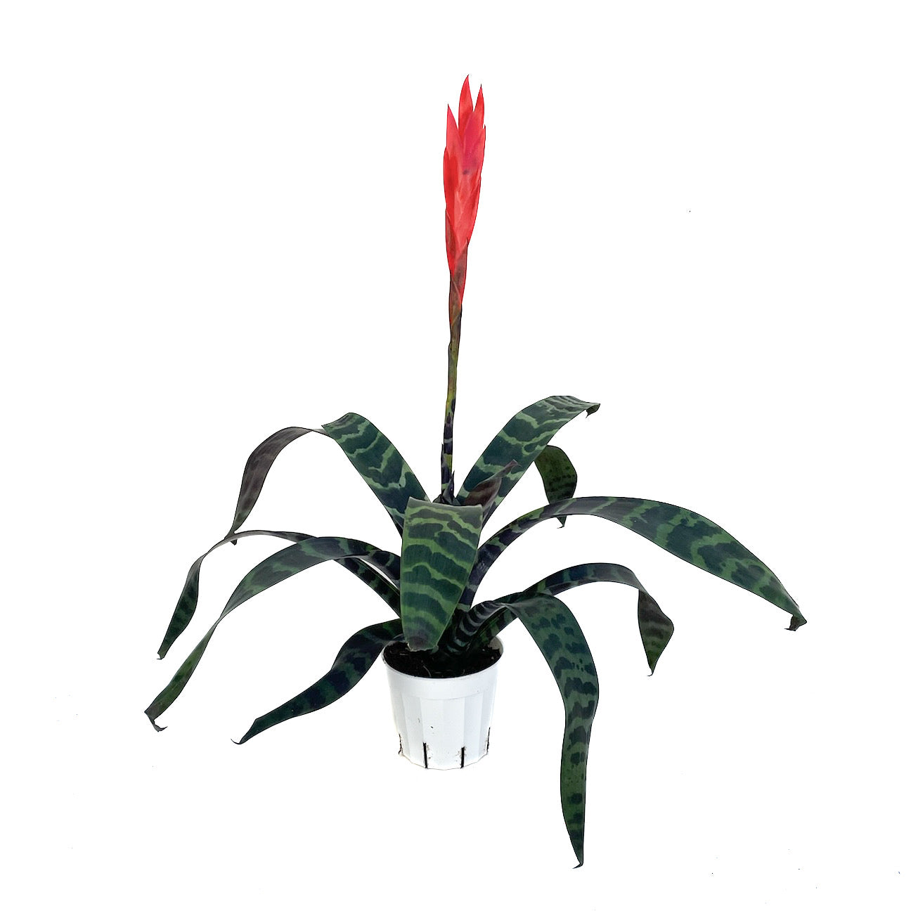 Vriesea &#39;Splenriet&#39; (Flaming Sword)