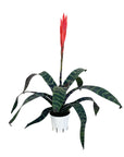 Vriesea 'Splenriet' (Flaming Sword)