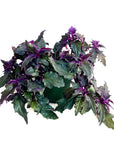 Gynura aurantiaca (Purple Passion Plant)