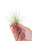 Tillandsia andreana