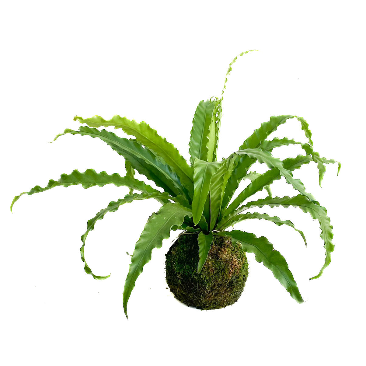 Asplenium antiquum &#39;Osaka&#39;