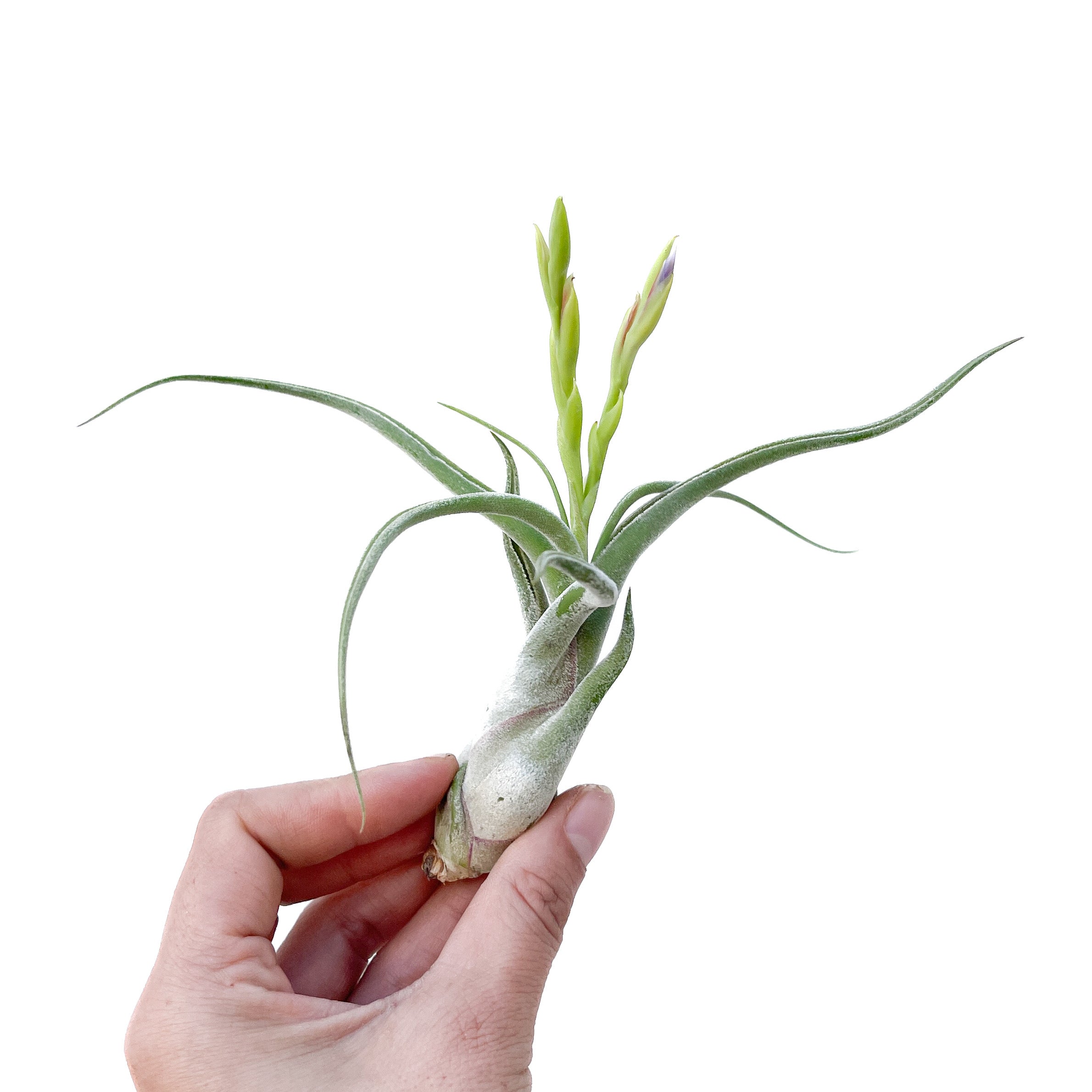 Tillandsia caput-medusae