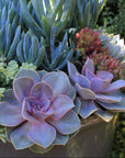 Echeveria 'Perle Von Nurnberg'