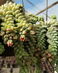 Sedum morganianum 'Burrito' (Burro Tail)